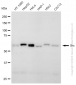 KD-Validated Anti-Src Rabbit Monoclonal Antibody